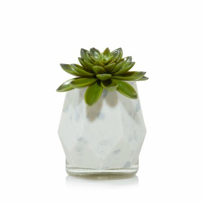 Faceted Succulent with Light