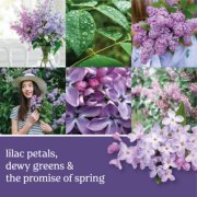 LILAC FRAGRANCE OIL - KC's Home Fragrances