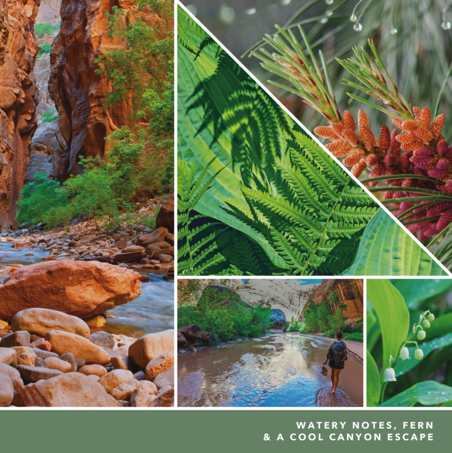 fragrance notes images with watery notes fern and a cool canyon escape