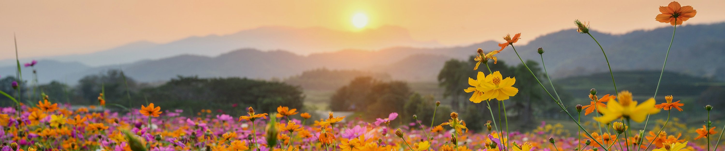 evening mountain scenery